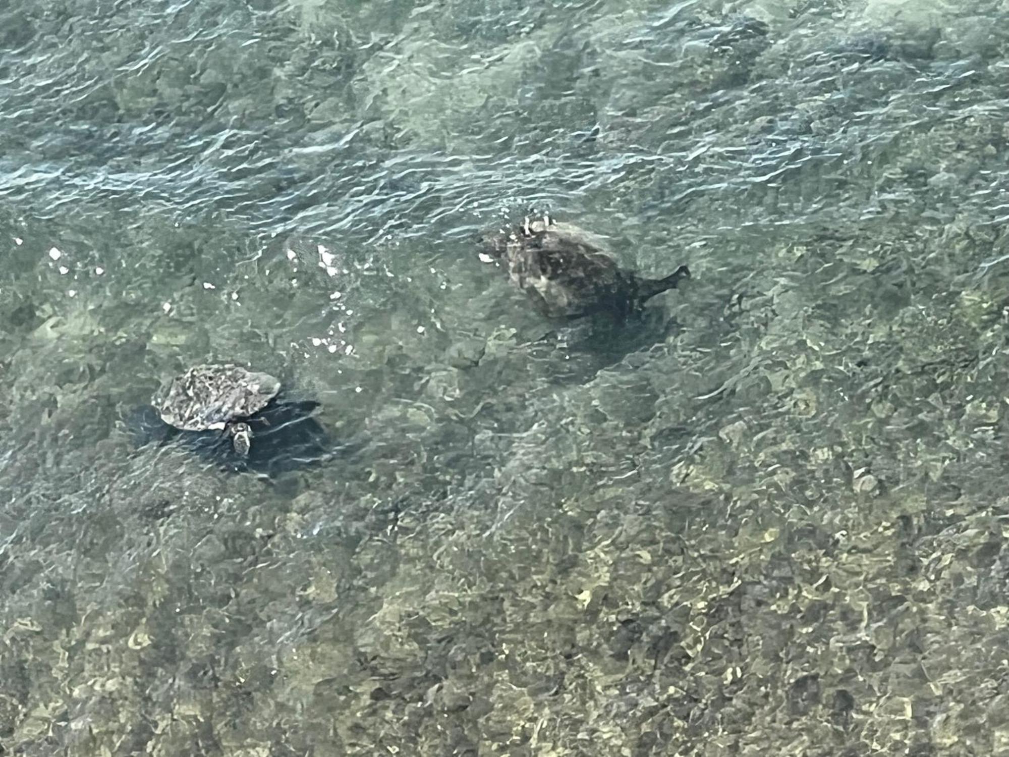 Kaanapali'S Royal Luxury Plantation Beach & Golf Estate エクステリア 写真