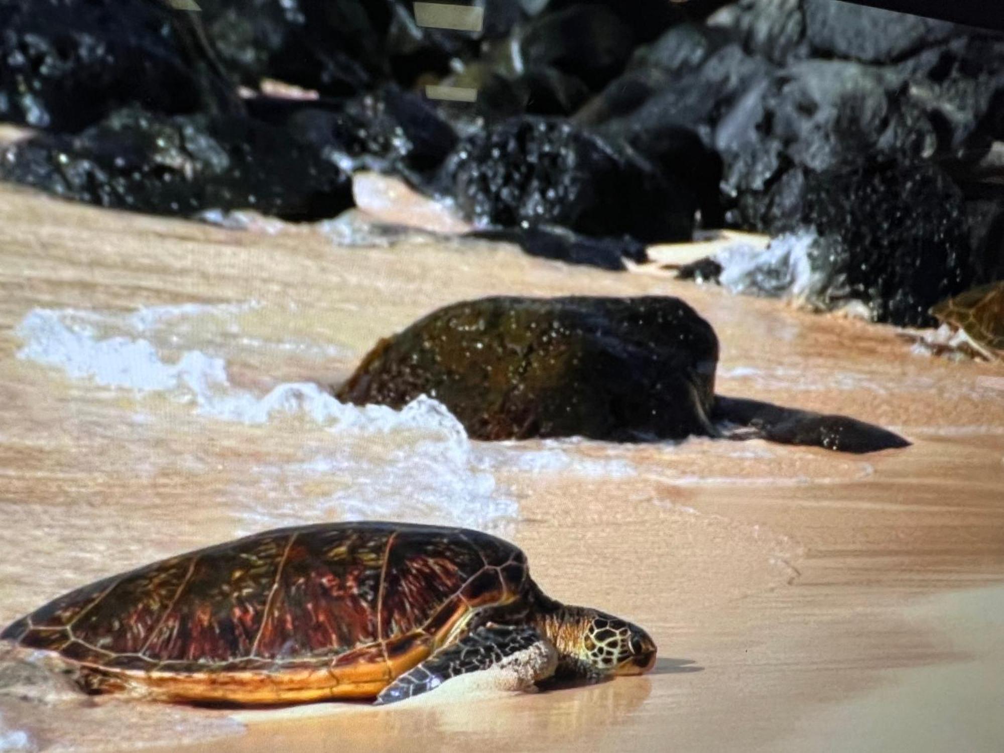 Kaanapali'S Royal Luxury Plantation Beach & Golf Estate エクステリア 写真