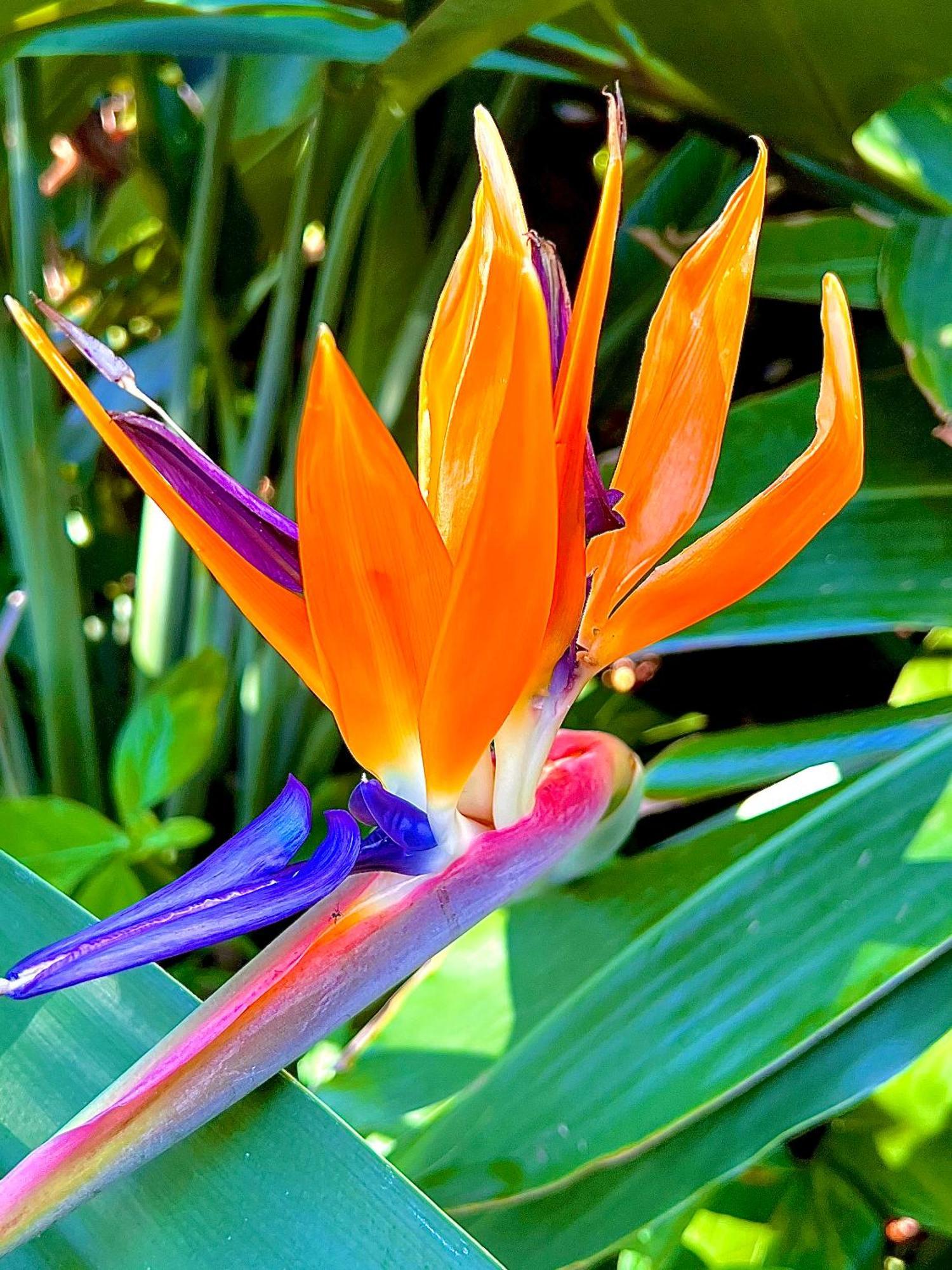 Kaanapali'S Royal Luxury Plantation Beach & Golf Estate エクステリア 写真