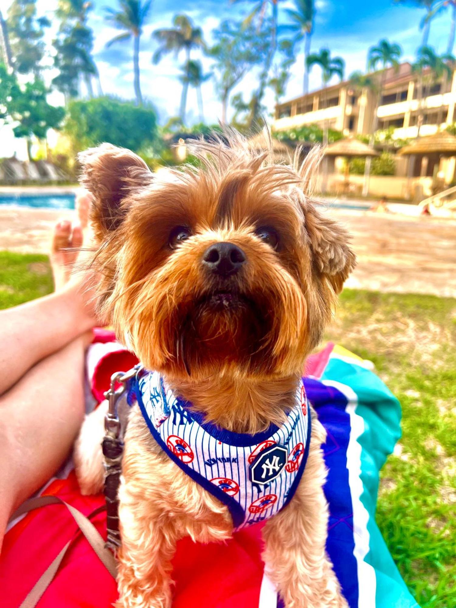 Kaanapali'S Royal Luxury Plantation Beach & Golf Estate エクステリア 写真