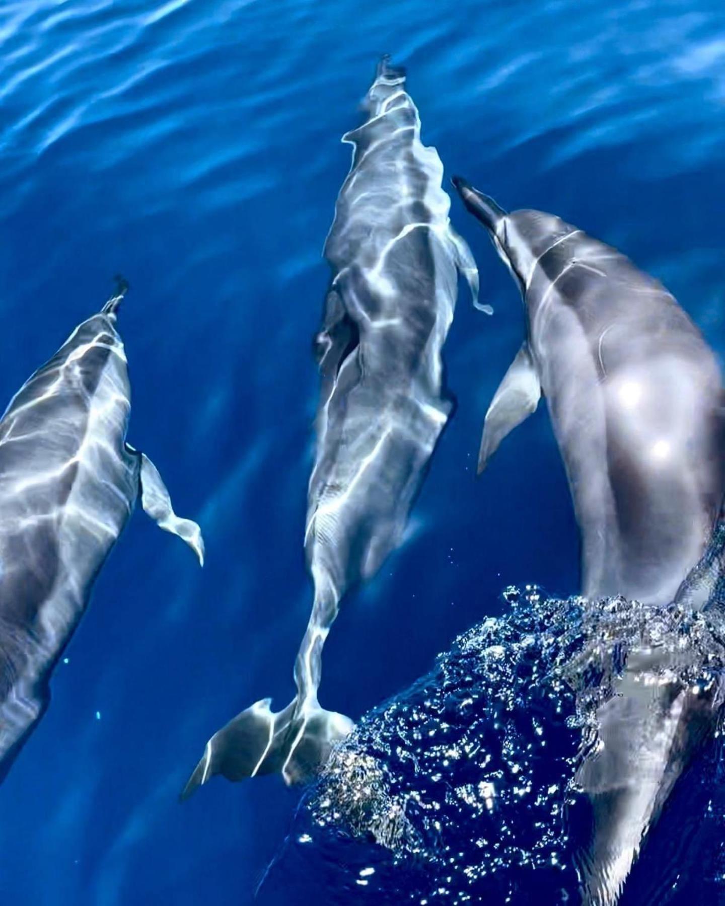 Kaanapali'S Royal Luxury Plantation Beach & Golf Estate エクステリア 写真